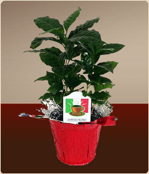 Growing Coffee - How to Grow Coffee At Home