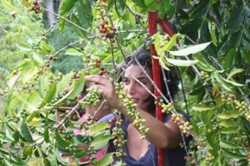 Politics of Coffee – Fair Trade Coffee
