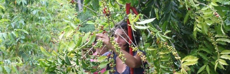 Politics of Coffee – Fair Trade Coffee