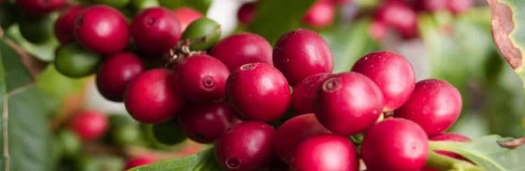 How To Grow Your Own Coffee Been At Home