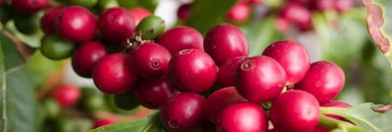 How To Grow Your Own Coffee Been At Home