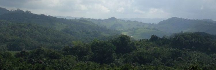 Jamaica Blue Mountain Coffee Bean – Coffee Around the World