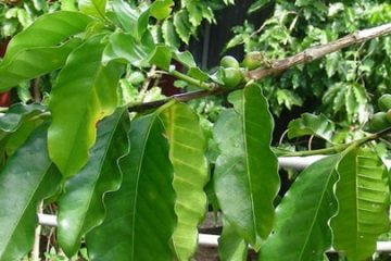 Grow Your Own Coffee Bean At Home