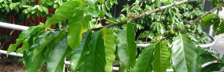 Grow Your Own Coffee Bean At Home