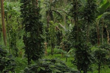 Why You Should Buy Shade Grown Coffee
