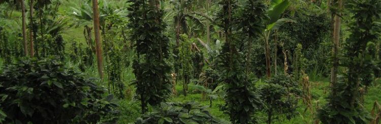 Why You Should Buy Shade Grown Coffee