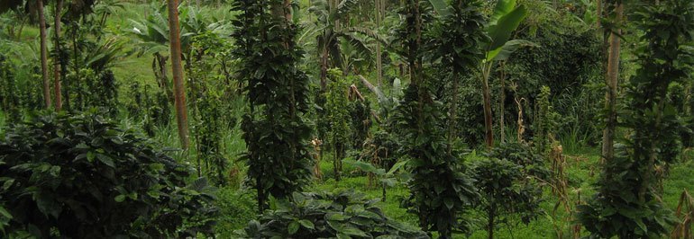 Why You Should Buy Shade Grown Coffee