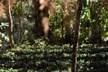 Fair Trade Coffee – More Than Higher Prices