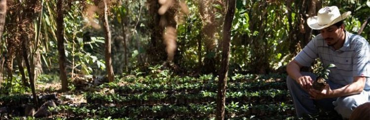 Fair Trade Coffee – More Than Higher Prices