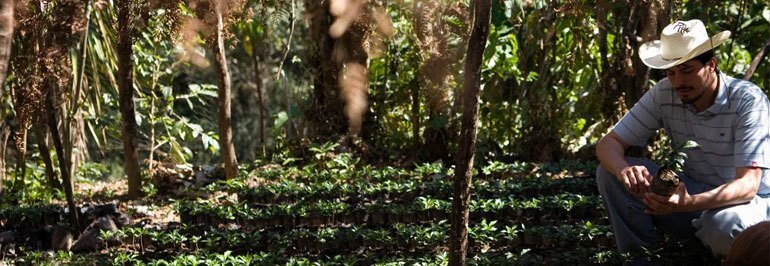 Fair Trade Coffee – More Than Higher Prices