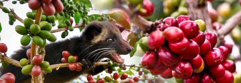 What a Cat Has to Do With the Most Expensive Coffee in the World