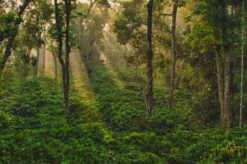 Shade Grown Coffee
