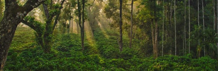 Environmentally Friendly Coffee: Brewed with a Conscience