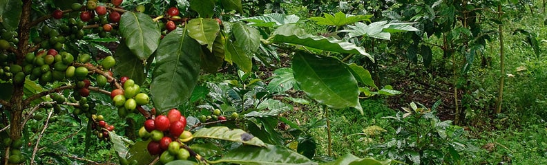 Is Shade Grown Coffee Good for the Birds?
