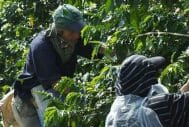 Exploiting Coffee Pickers