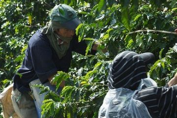 Keeping Coffee Cheap by Exploiting Coffee Pickers