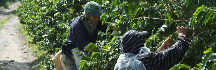 Keeping Coffee Cheap by Exploiting Coffee Pickers