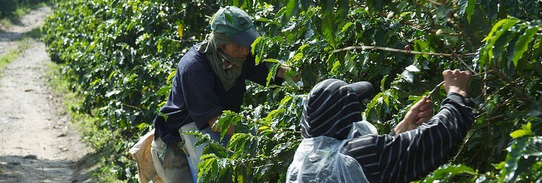 Keeping Coffee Cheap by Exploiting Coffee Pickers