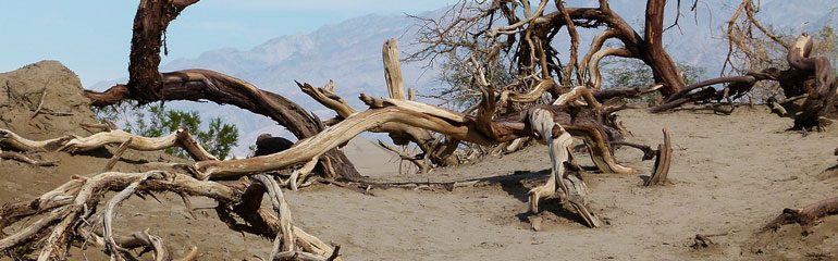 Global Warming Hits Coffee Crops