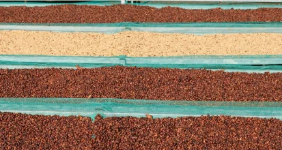 Three bowls showing coffee at different processing stages: red cherries, parchment-covered beans, and dried green coffee