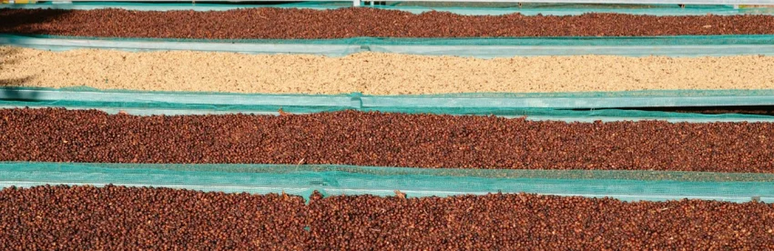 Three bowls showing coffee at different processing stages: red cherries, parchment-covered beans, and dried green coffee