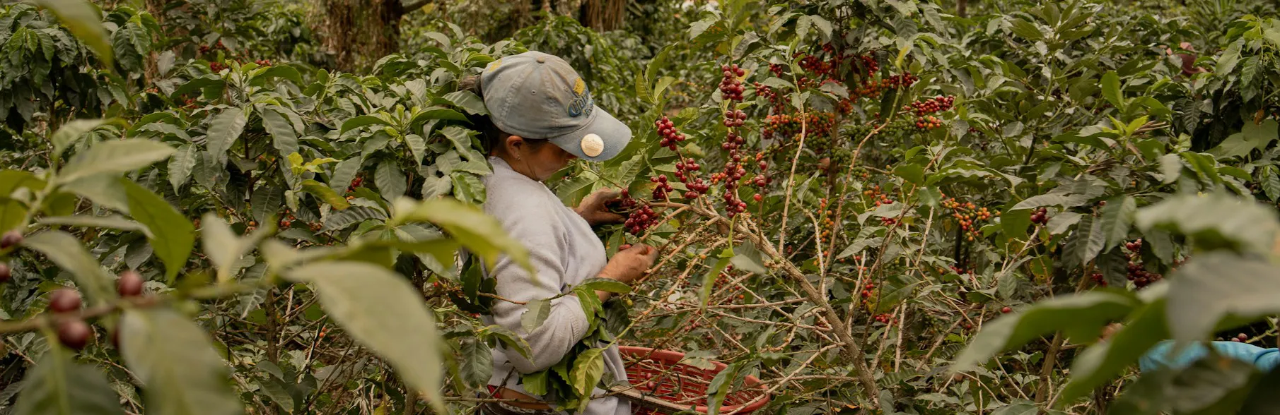 Fair Trade Coffee: What It Really Means and Why It Matters