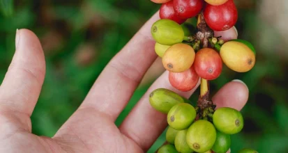 A hand holding a branch of coffee cherries ripening from green to yellow to red, with green foliage behind