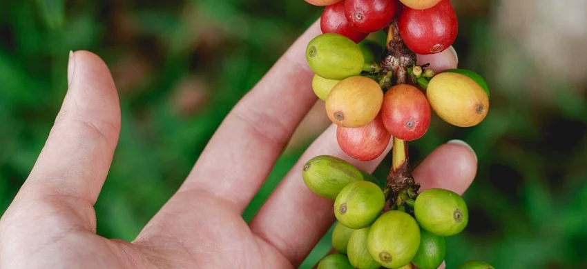 A hand holding a branch of coffee cherries ripening from green to yellow to red, with green foliage behind