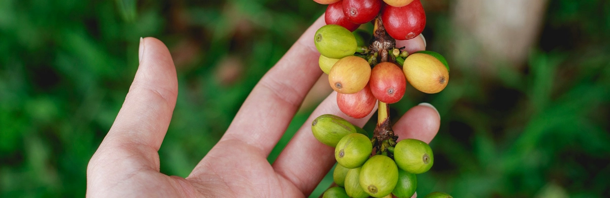 A hand holding a branch of coffee cherries ripening from green to yellow to red, with green foliage behind