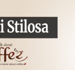 DeLonghi Stilosa Best ultra-budget espresso machine .