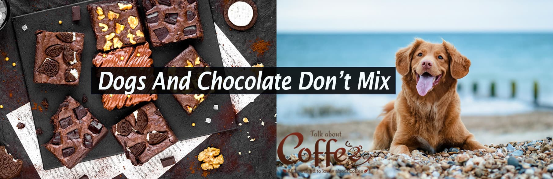 Coffee, Chocolate, and Dogs: What Every Pet Owner Needs to Know