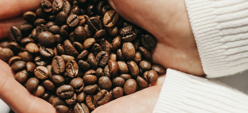 Two cupped hands in a cream knit sweater holding a generous handful of glossy medium roasted whole coffee beans