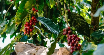 Clusters of coffee cherries ripening from green to deep red on the branches of a coffee plant, surrounded by glossy dark green leaves