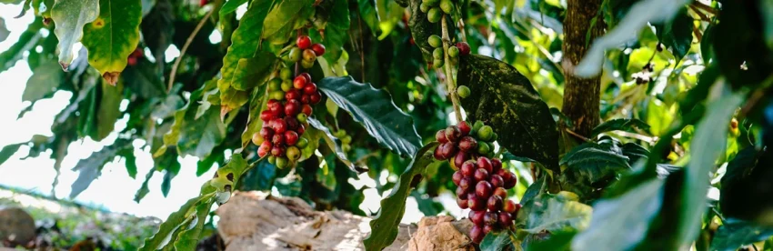 Clusters of coffee cherries ripening from green to deep red on the branches of a coffee plant, surrounded by glossy dark green leaves