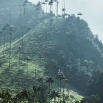 Mist over a steep green Andean valley lined with tall wax palms in Colombia's coffee region