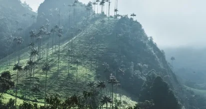 Mist over a steep green Andean valley lined with tall wax palms in Colombia's coffee region