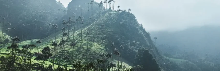 Mist over a steep green Andean valley lined with tall wax palms in Colombia's coffee region
