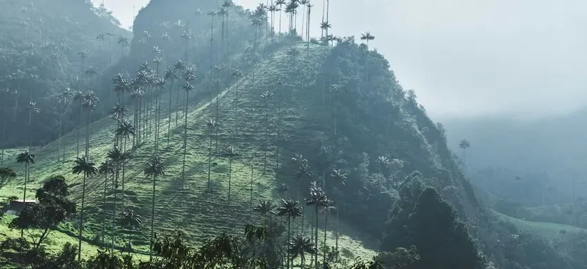 Mist over a steep green Andean valley lined with tall wax palms in Colombia's coffee region
