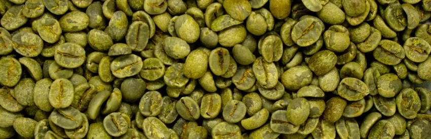 A close-up, full-frame view of raw unroasted green coffee beans, showing their pale olive color and the natural crease down each bean before any roasting begins