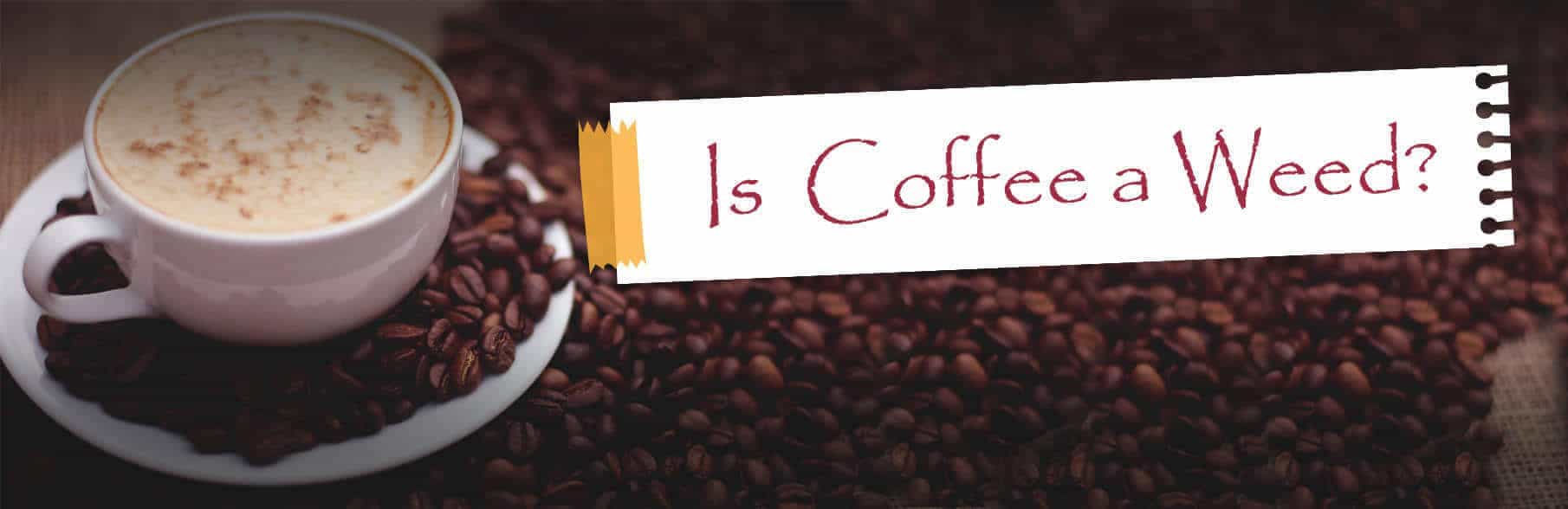 Coffee Is a Noxious Weed in Queensland