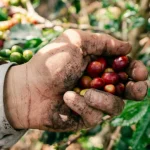 Hands holding freshly picked ripe red coffee cherries on a coffee farm