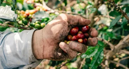 Hands holding freshly picked ripe red coffee cherries on a coffee farm