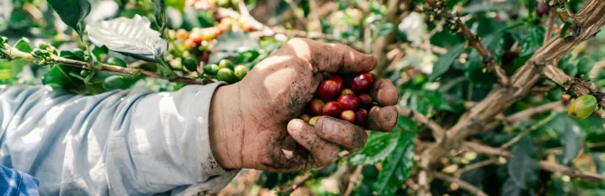 Hands holding freshly picked ripe red coffee cherries on a coffee farm