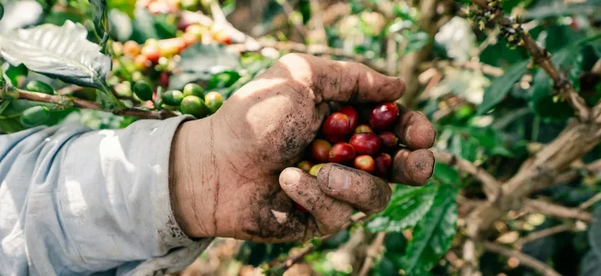 Hands holding freshly picked ripe red coffee cherries on a coffee farm