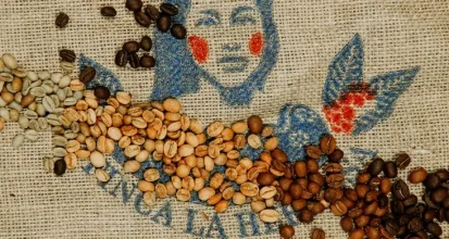 Green, medium and dark roasted coffee beans arranged across a burlap coffee sack printed with a farm name