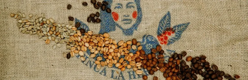 Green, medium and dark roasted coffee beans arranged across a burlap coffee sack printed with a farm name