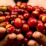 A farmer's hands holding freshly picked coffee cherries.