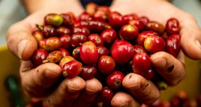 A farmer's hands holding freshly picked coffee cherries.