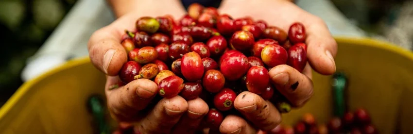 A farmer's hands holding freshly picked coffee cherries.