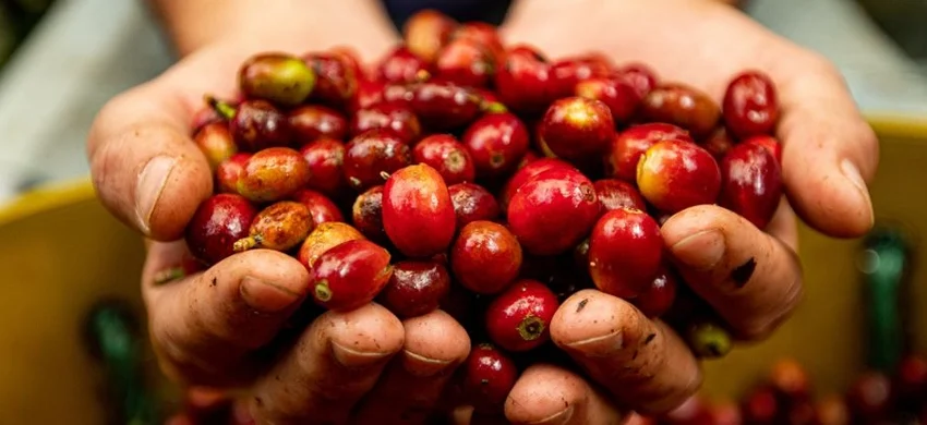 A farmer's hands holding freshly picked coffee cherries.